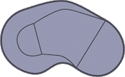Tvar KIDNEY